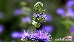 探寻薄荷的花语 薄荷的花语