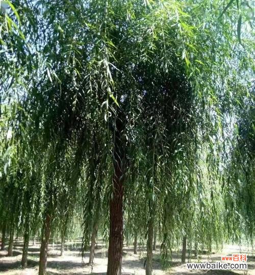 揭秘半冠树的起源 深入解析半冠树的概念与特点