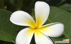 揭秘半冠树的起源 深入解析半冠树的概念与特点