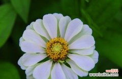 解读百日草的神秘之花 百日草的花语及意义