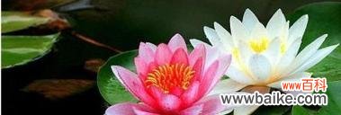 探寻并蒂莲花所传递的深刻意义 并蒂莲的花语