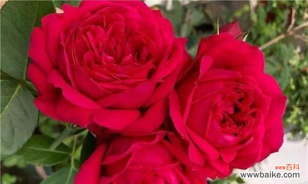 探寻并蒂莲花所传递的深刻意义 并蒂莲的花语