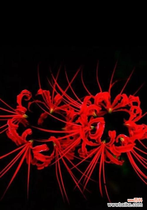 唤醒沉睡的灵魂 彼岸花的花语及其深意