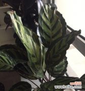 探索豹纹竹芋的神秘象征 豹纹竹芋的花语与寓意