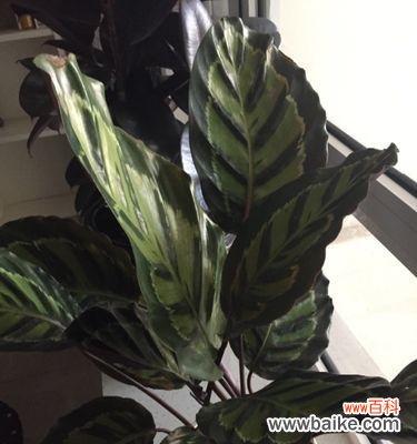 探索豹纹竹芋的神秘象征 豹纹竹芋的花语与寓意