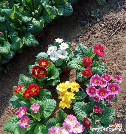 春天的希望与重生 报春花的寓意和象征