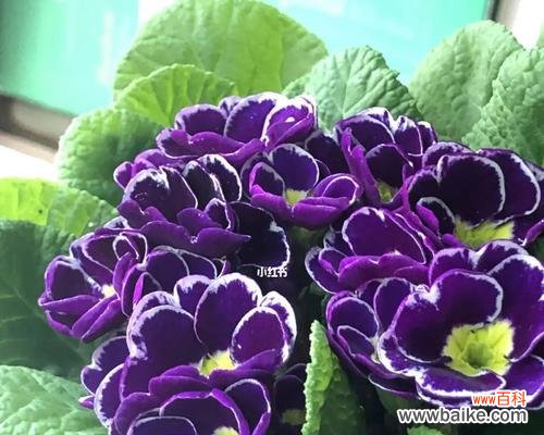 春天的希望与重生 报春花的寓意和象征