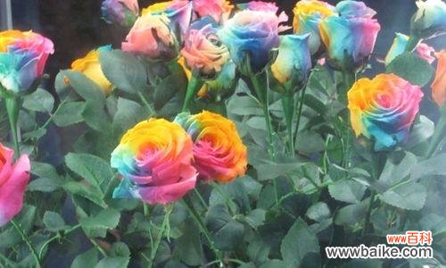 绽放在生命的七彩天空中的神奇花朵 彩虹玫瑰