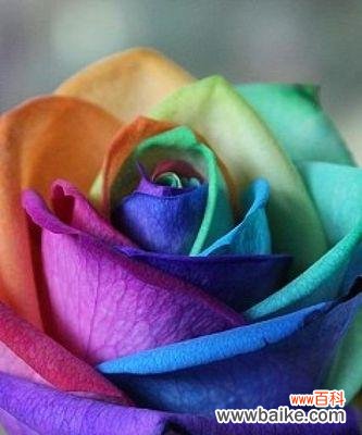 绽放在生命的七彩天空中的神奇花朵 彩虹玫瑰