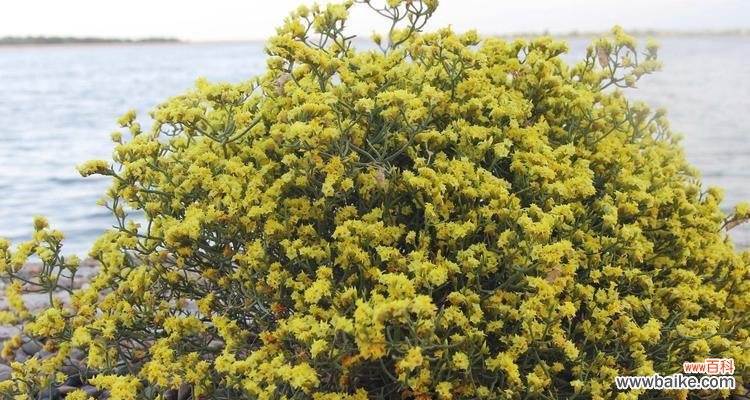 探索补血草的美丽寓意与疗愈力量 以补血草的花语