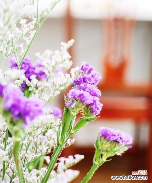 探索补血草的美丽寓意与疗愈力量 以补血草的花语