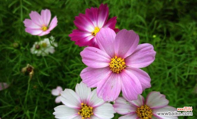 解读波斯菊花的意义与象征 波斯菊的花语