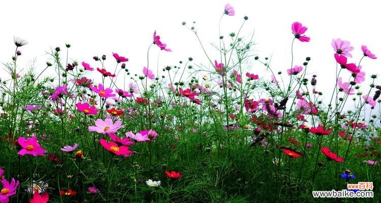 解读波斯菊花的意义与象征 波斯菊的花语
