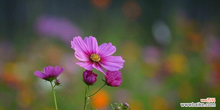 解读波斯菊花的意义与象征 波斯菊的花语