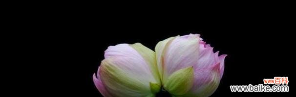 花开如意 并蒂莲