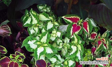 解读彩叶草的象征与寓意 以彩叶草的花语是什么