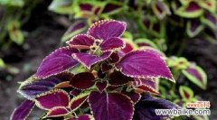 探索彩叶草花朵背后的意义和象征 彩叶草的花语和寓意