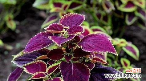 探索彩叶草花朵背后的意义和象征 彩叶草的花语和寓意