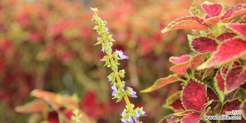 探索彩叶草花朵背后的意义和象征 彩叶草的花语和寓意