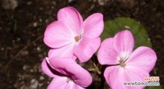 唯美而痛苦 苦恋之花