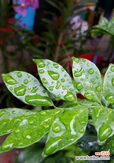 告别 别离之意——植物代表的离别