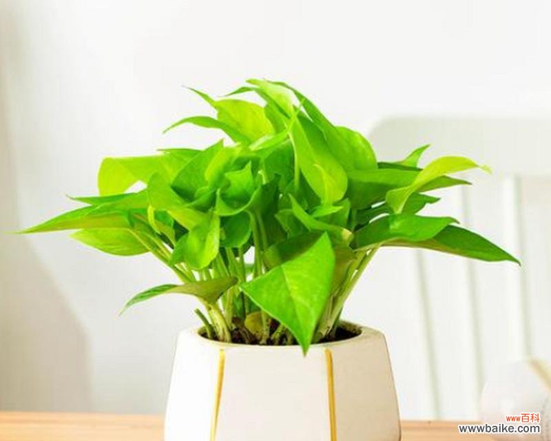 告别 别离之意——植物代表的离别