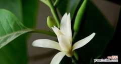 探寻花草间的人情世故 以代表礼仪的植物