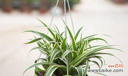 探寻花草间的人情世故 以代表礼仪的植物