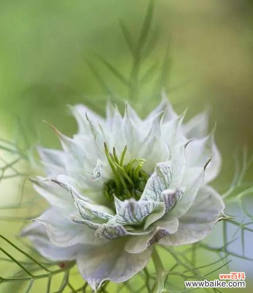 以代表理性的花朵——紫罗兰为主题的探讨 冷静理智的花语与代表