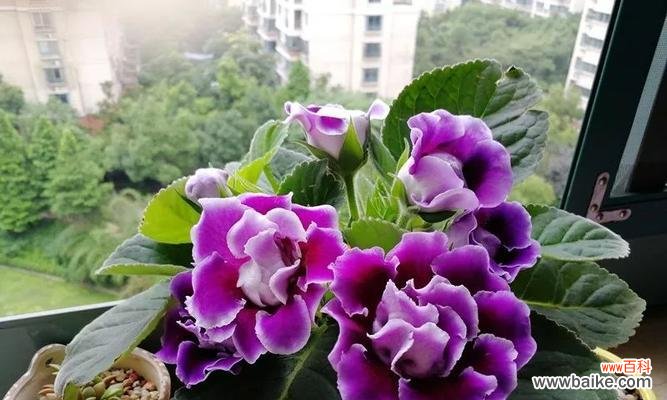 以代表理性的花朵——紫罗兰为主题的探讨 冷静理智的花语与代表