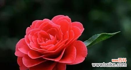 以代表理性的花朵——紫罗兰为主题的探讨 冷静理智的花语与代表