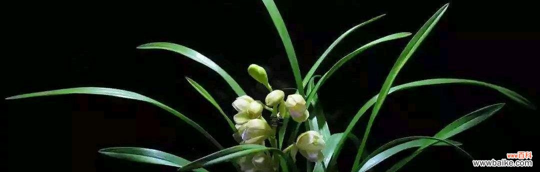 以植物为镜 廉洁的植物世界