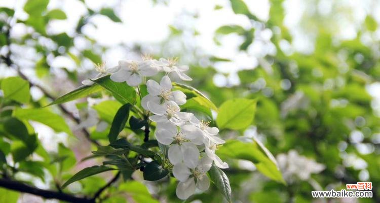 探索大自然中的生命之美 美好植物的奇妙世界