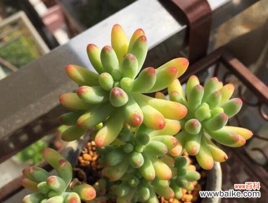 探索大自然中的生命之美 美好植物的奇妙世界