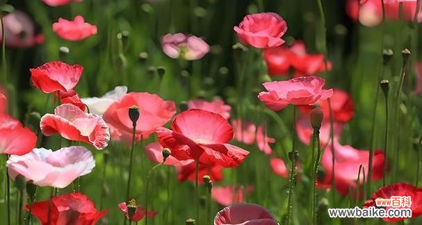 盛开的艳丽 花之魅惑