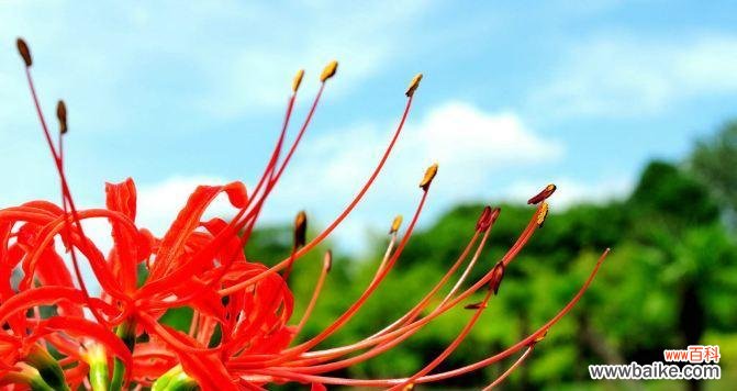 盛开的艳丽 花之魅惑