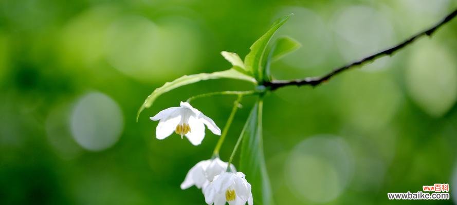 以代表努力的植物为主题的探索 坚韧不拔的植物世界