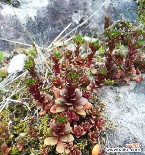 以代表努力的植物为主题的探索 坚韧不拔的植物世界