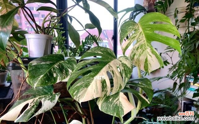 以代表努力的植物为主题的探索 坚韧不拔的植物世界