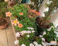 探索花卉美学 花之美