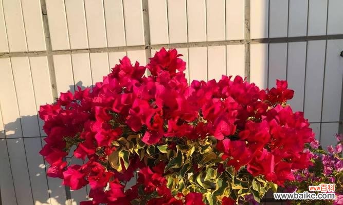 探索花卉美学 花之美