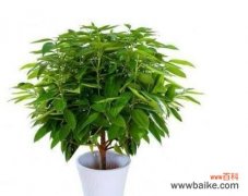 揭示平安树的特点和象征意义 平安树