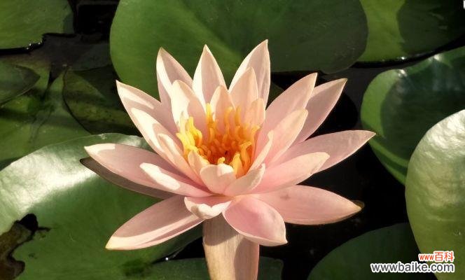 以花为媒 平安健康的花——富贵菊