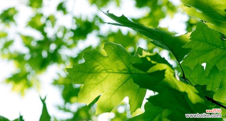 探索亲情中的绿色象征 植物的力量