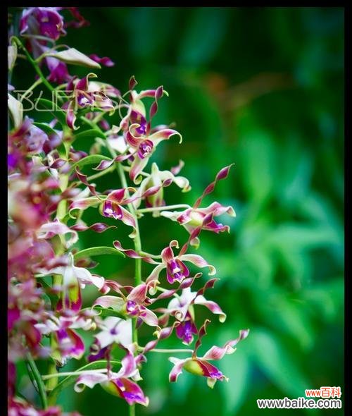 探索亲情中的绿色象征 植物的力量