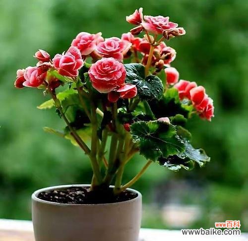 探索亲情中的绿色象征 植物的力量