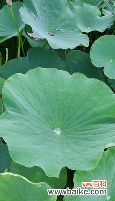 探索代表清廉的15种植物 清廉的植物世界