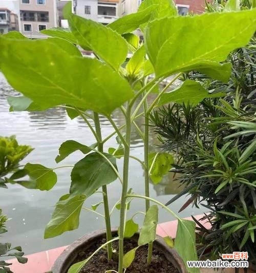 探索代表清廉的15种植物 清廉的植物世界