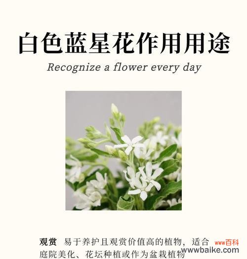 探索白玉兰花语的深层内涵 白玉兰花的美丽与意义