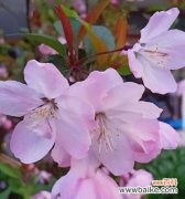 探寻垂丝海棠花的意义与美丽 垂丝海棠的花语与魅力